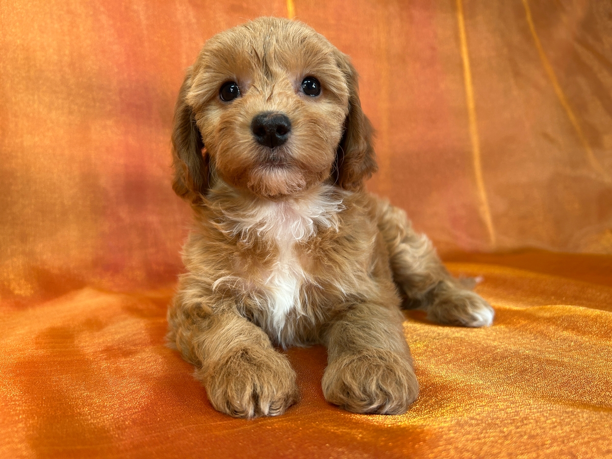 Female Bichon Poodle Puppy for Sale DOB 1-27-2025 $950